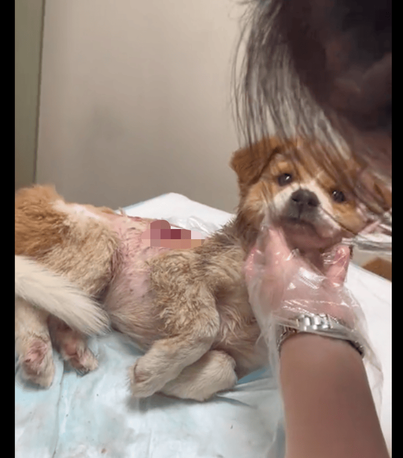 小狗背部大面积溃烂有蛆虫,医生认定大概率人为伤害,得有多疼啊