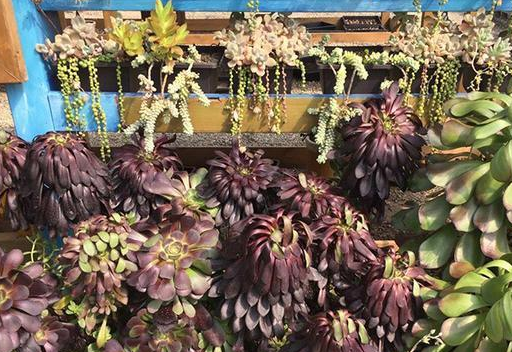 多肉植物黑法师叶片发软下垂?原来是这些原因!