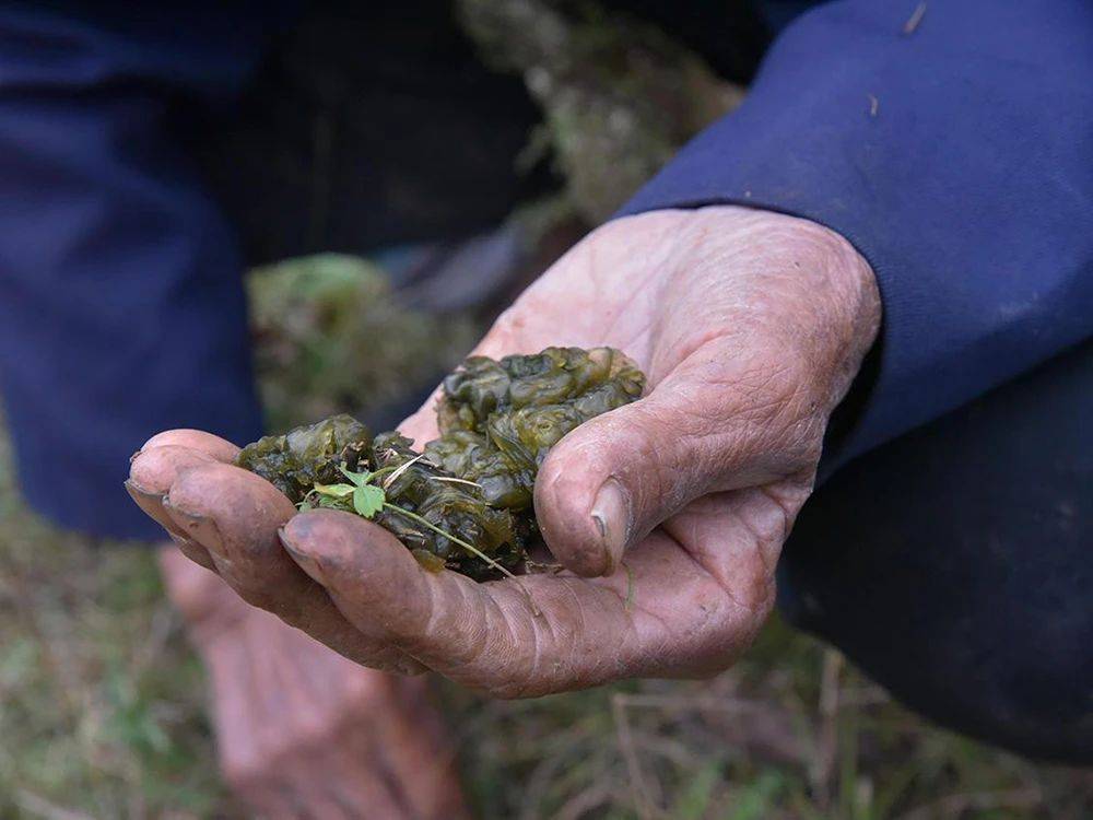 雷公菌清洗图片