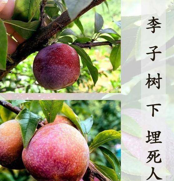 李子树下埋尸案,是真的吗?陈锡联的教官就撑死了