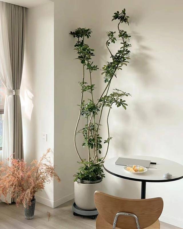 听我一句劝!小户型客厅摆放这3种绿植,空间显得大一倍_空气_视觉_感觉