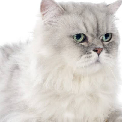 适合家养的宠物猫,山东狮子猫,英短,狸花猫等快看有你