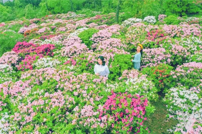 荆门圣境花谷门票图片