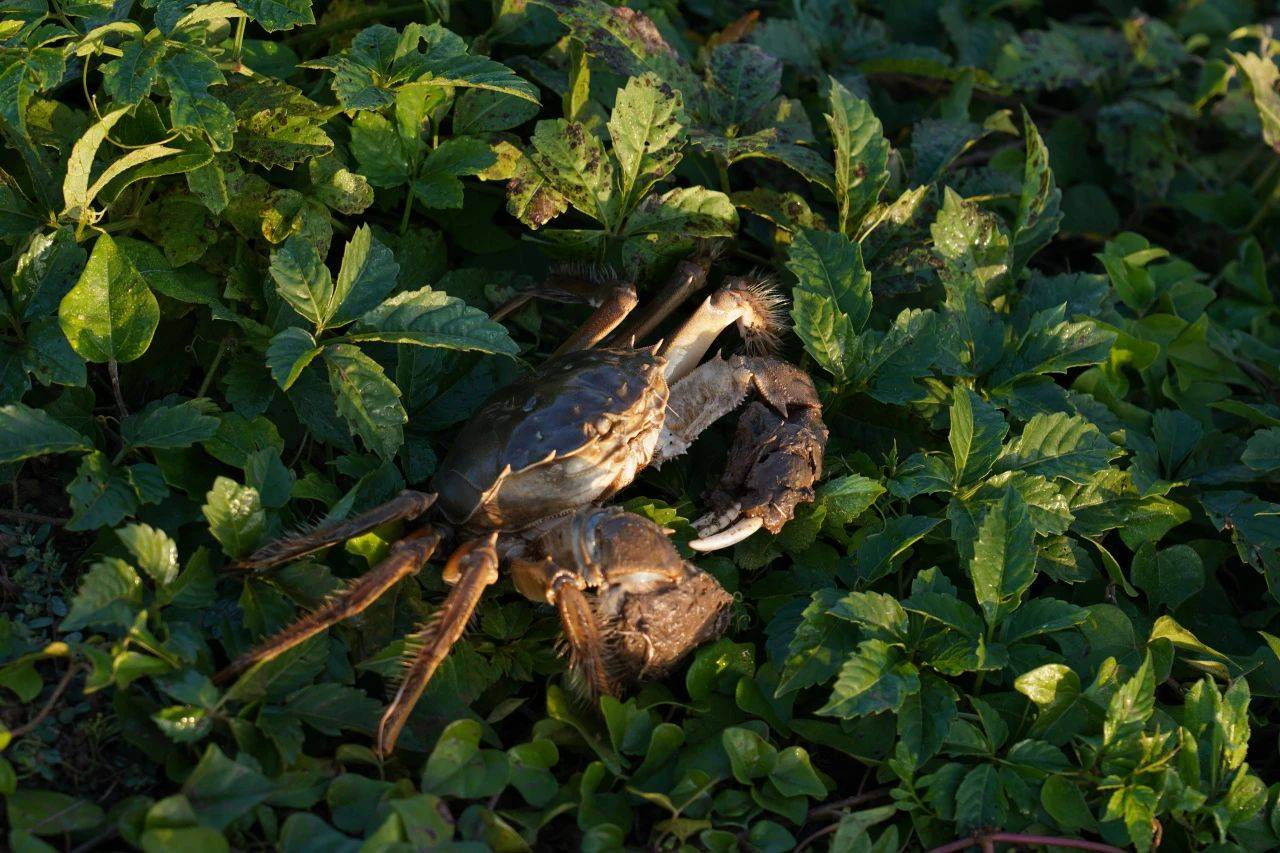 蟹状元大闸蟹:如果我们参加欧洲杯,结果会怎么样?