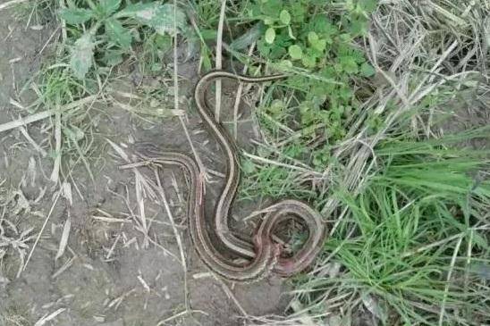 他被蛇"追杀"5年,曾打死74条毒蛇,当年到底发生了什么?