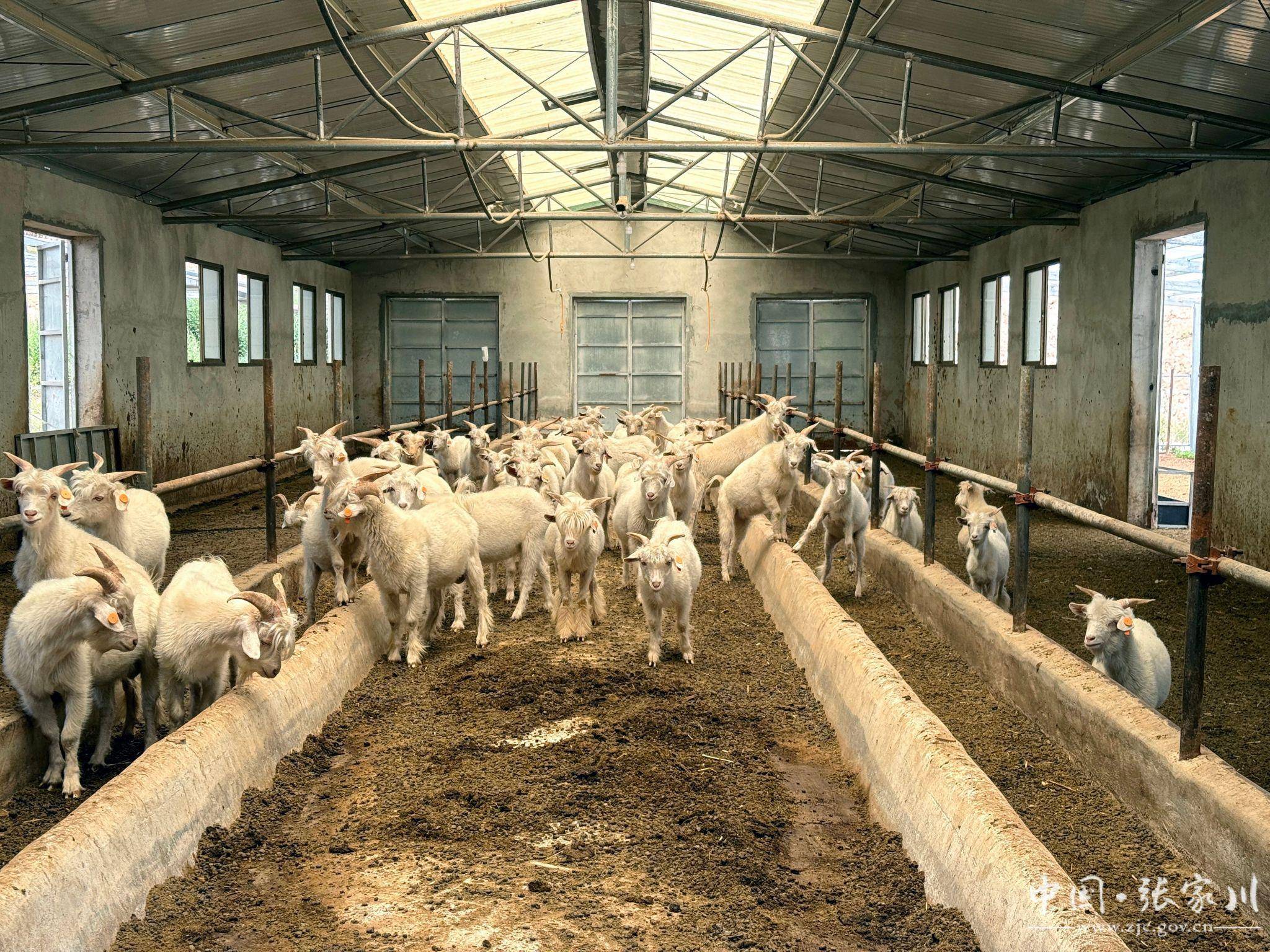 阿尔巴斯绒山羊养殖唱响张家川发展"新牧歌"