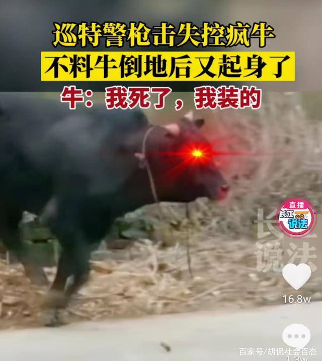 一声枪响,疯牛应声倒地,半分钟后,特警夺路而逃