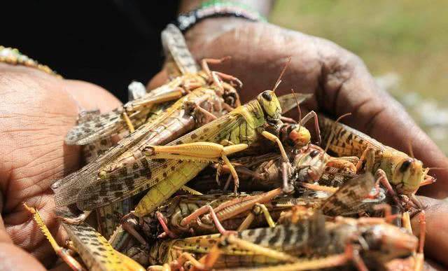 蝗虫_真菌类_速度