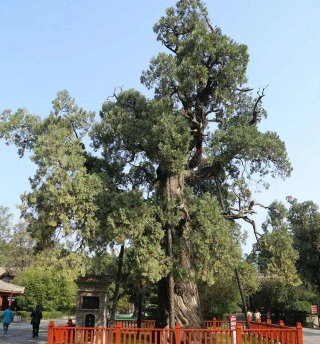 我国仅有的5株5000岁古树,全都长在陕西,有一棵还震动了联合国