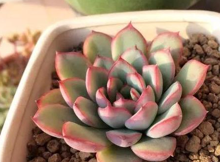 5种"萌宠"多肉,夏季不休眠,好看又好养,你家有吗?