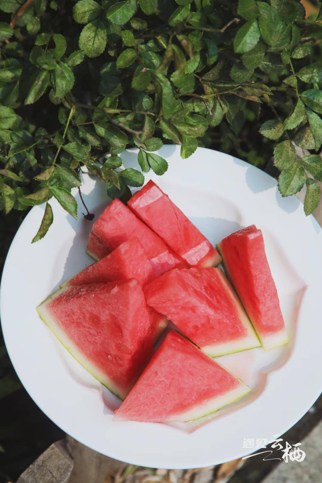 推开云栖民宿的淡黄色柴门,一座四合院式的海草房小院便映入眼帘,木头