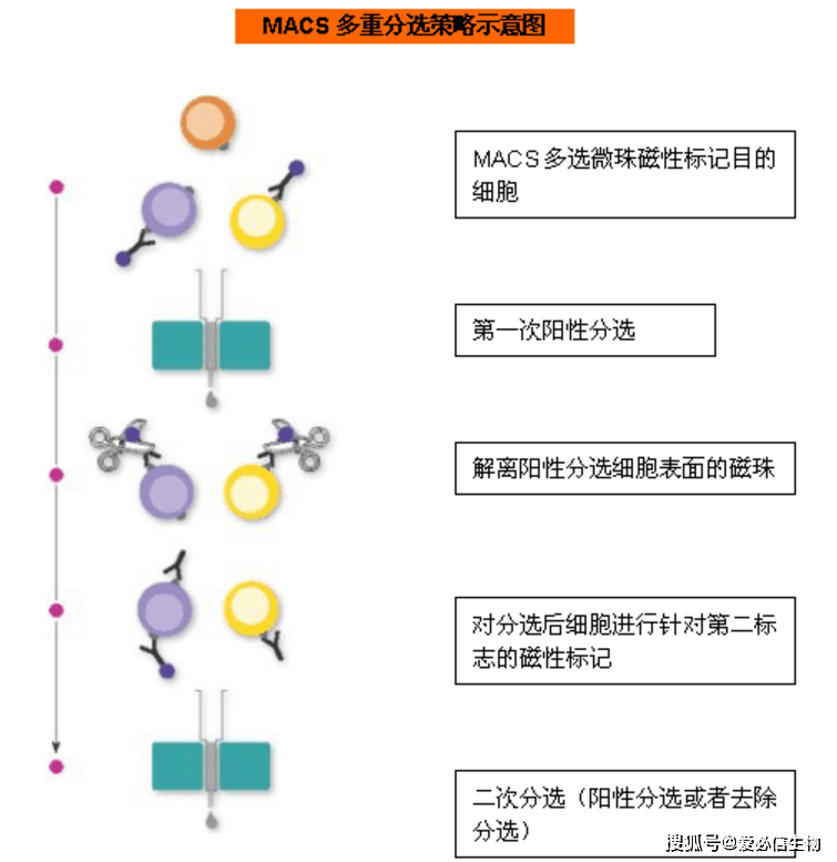 免疫细胞培养攻略之细胞分选_手机搜狐网