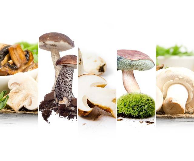 国家富硒食用菌:健康生活的守护者
