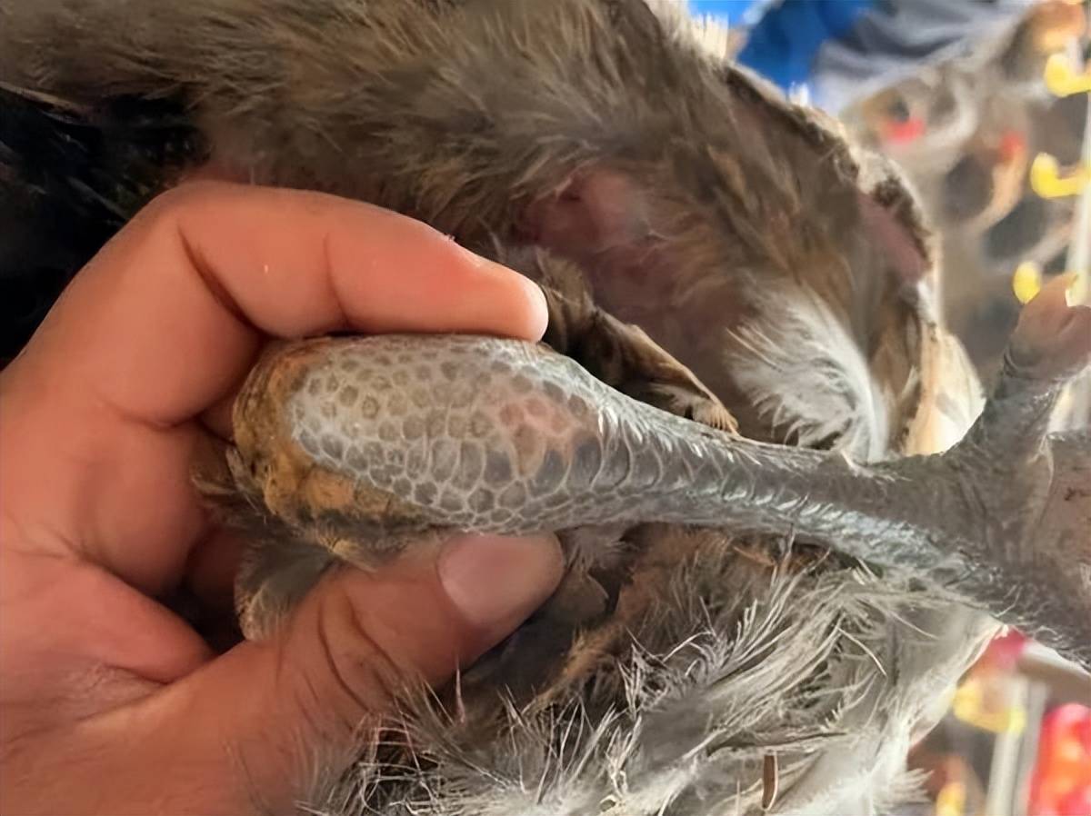 鸡滑液囊支原体用什么药?鸡滑液囊支原体有效治疗方案,都是干货