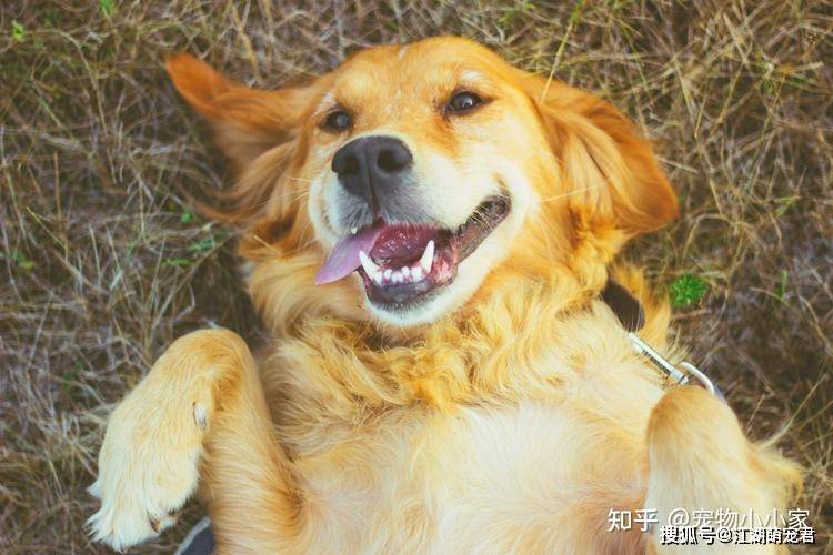 据说狗狗这样子是"招财旺家",养到就是捡到宝!