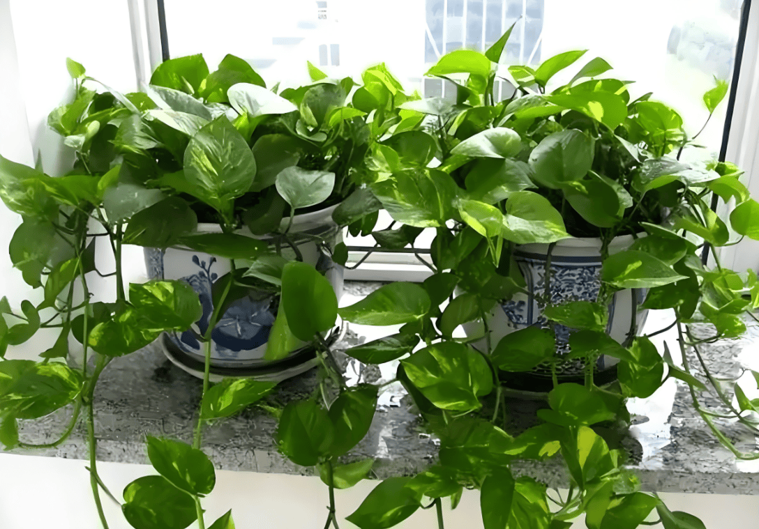 绿植不只是装饰,教你摆对风水绿植行好运_形态_植物_住宅