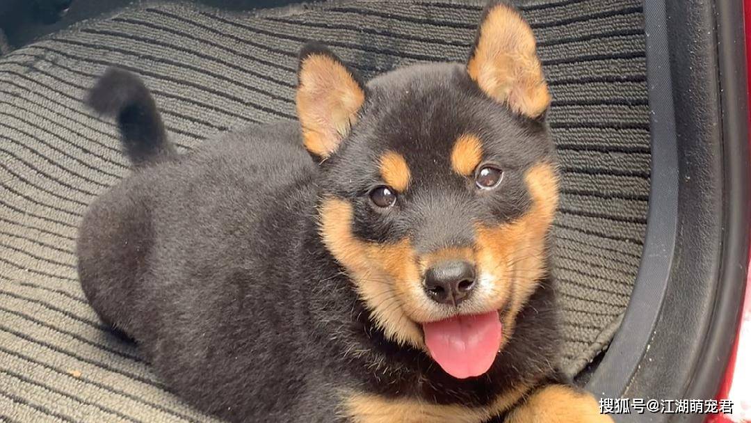 据说狗狗这样子是"招财旺家",养到就是捡到宝!