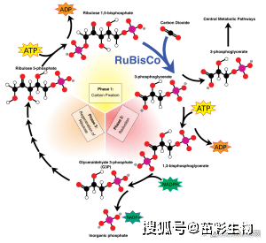 rubisco是叶绿体基质中催化co2与rubp,即核酮糖