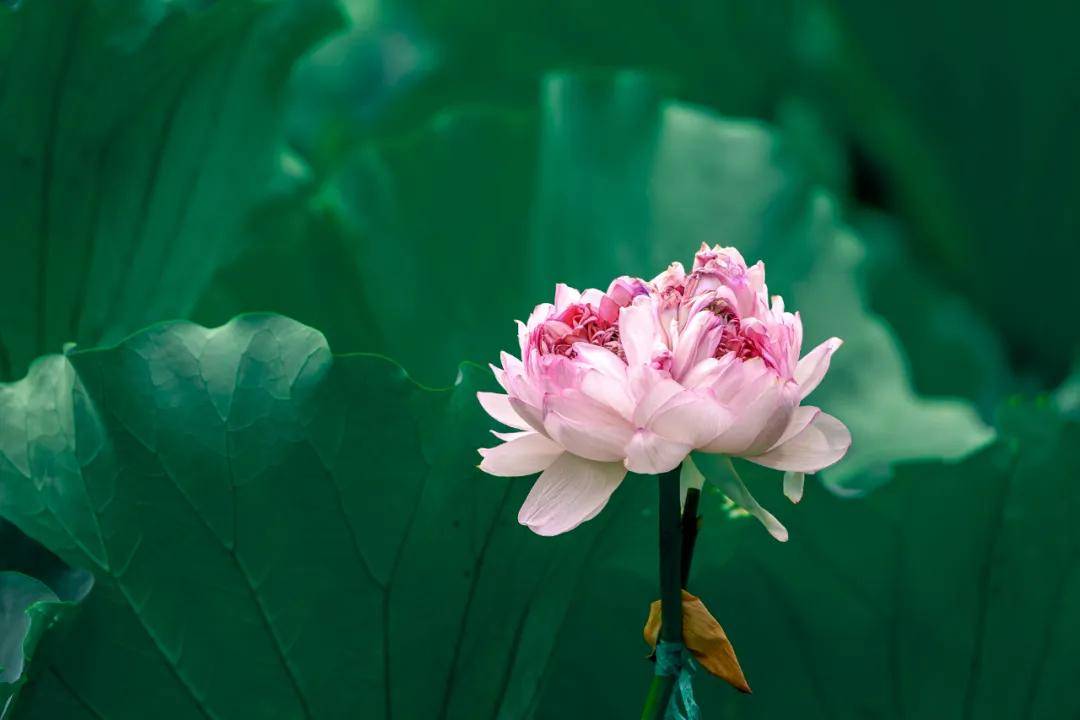 "昆山三宝"之一并蒂花开,好运"莲莲"_并蒂莲_摄影_媒体