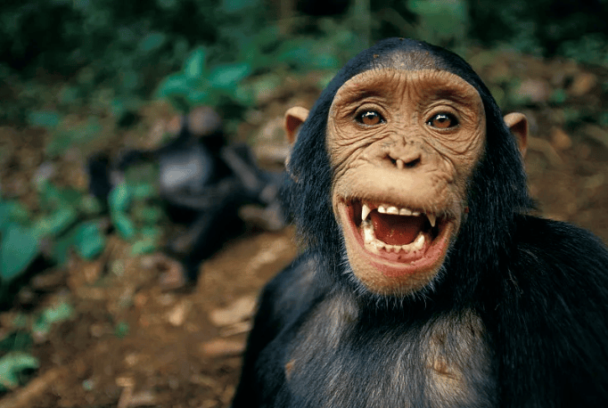 又聪明又有素质！游客手机不慎掉落，大猩猩帮捡起“礼貌归还”-猩猩会玩手机