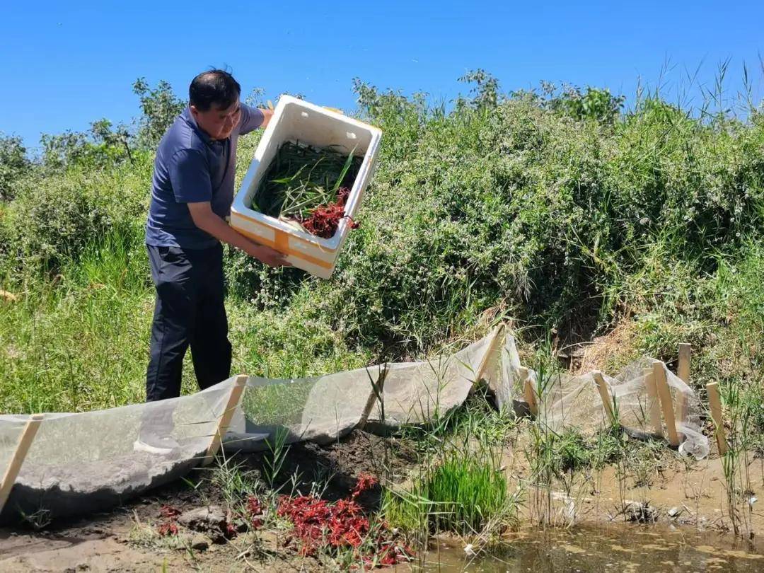 泽普县:稻田"携手"小龙虾 稻虾共绘好"丰"景