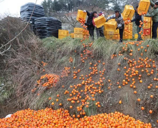 农村果农犯愁水果滞销无人买,而城里人却称吃不起水果