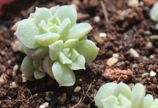 多肉植物小苗"度夏"难,教你4招,长出"小嫩叶",根系壮!