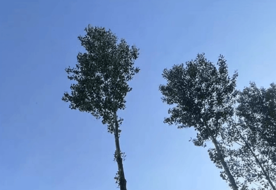 江西大學排名一覽表_南昌大學排名全國第47名_2024南昌市大學排名