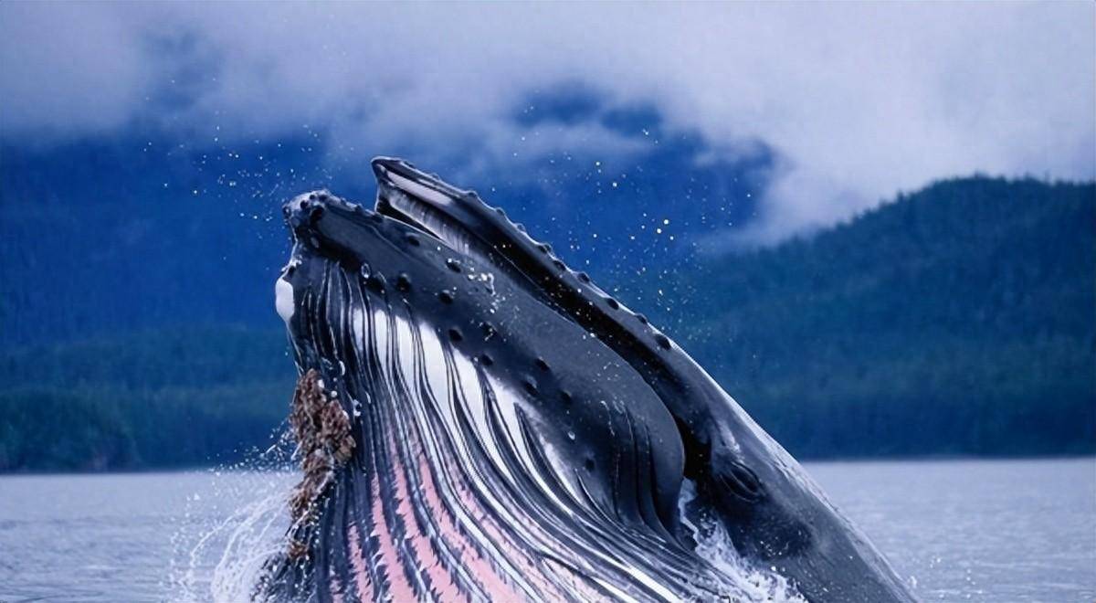 蓝鲸一次排便量可达2吨！被称为大自然的馈赠，其粪便有何作用？_搜狐网