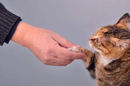 你知道如何友好地和猫握手吗 这篇文章告诉你与猫握手的小技巧