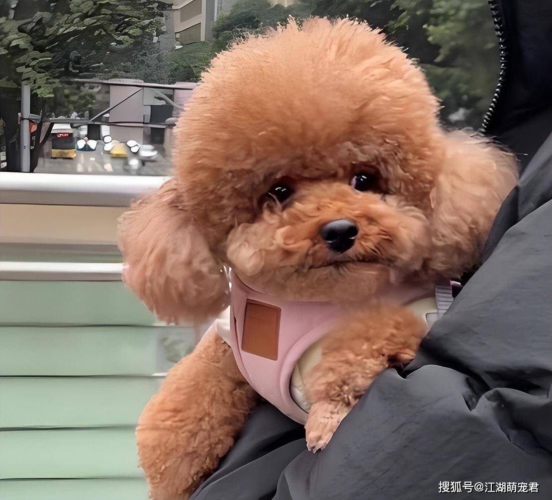 泰迪犬有这些举动,其实是已经把你当"妈"了!