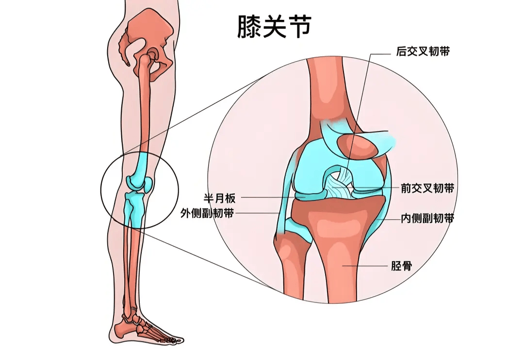 膝关节半月板图解图片