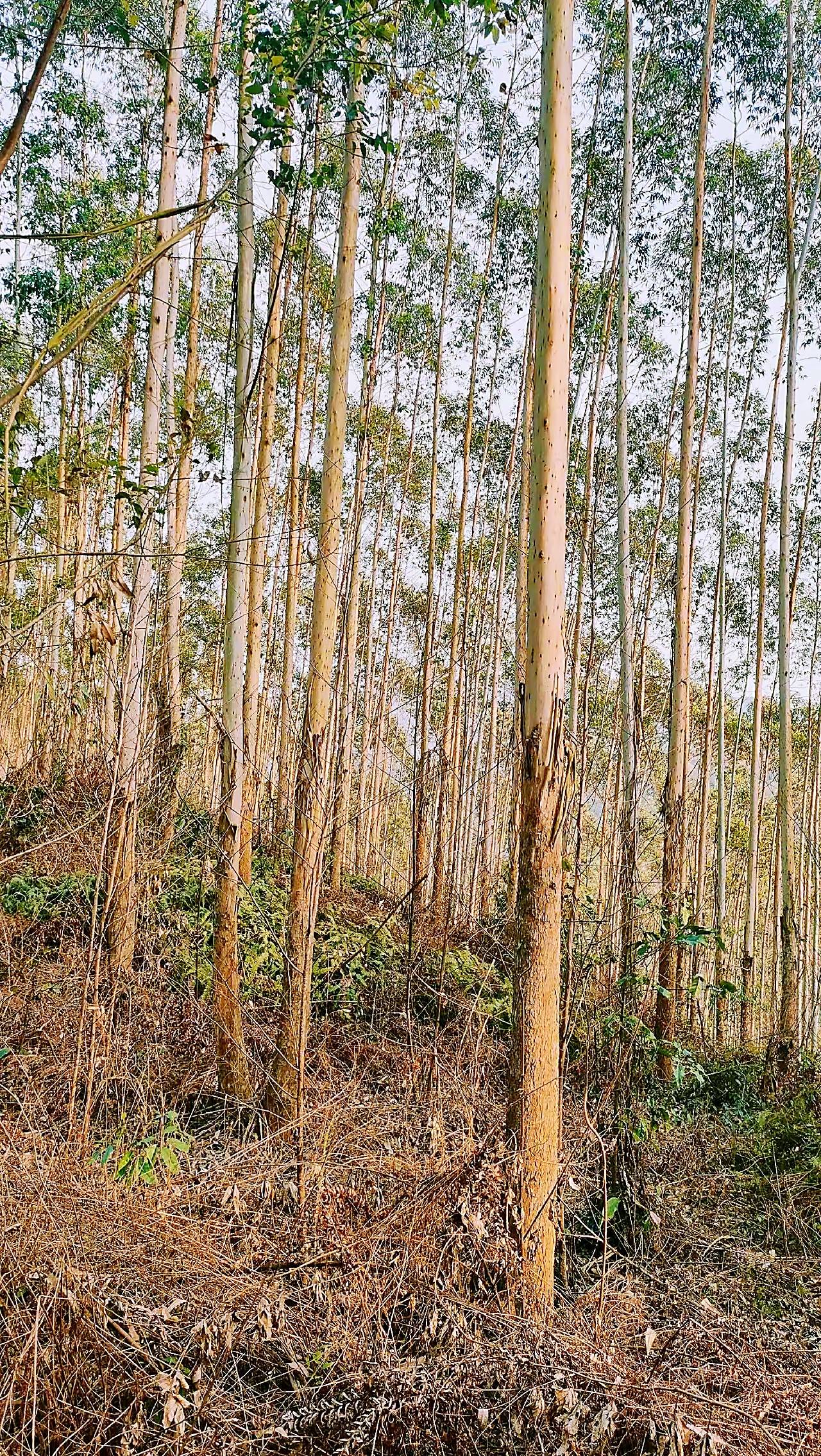 他们在农村种桉树!闷声发大财,从不发朋友圈_种植_石先生_技术