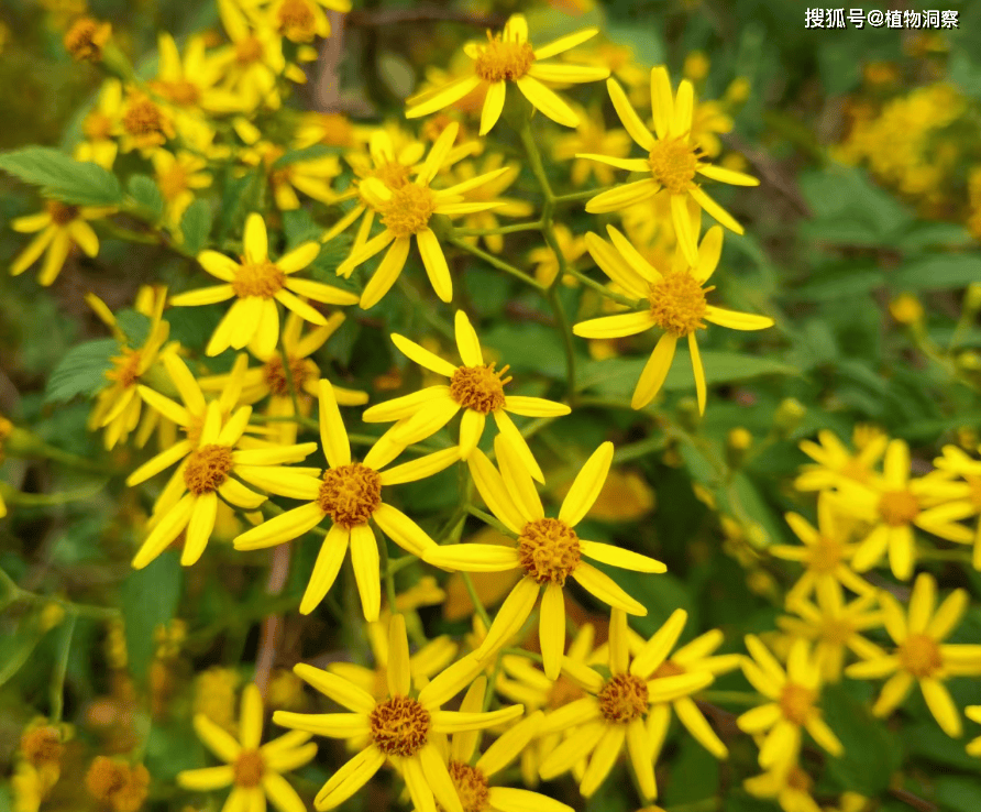 “识得千里光,一世不生疮”,千里光是什么植物?有哪些价值?_野菊花_黄花_眼睛