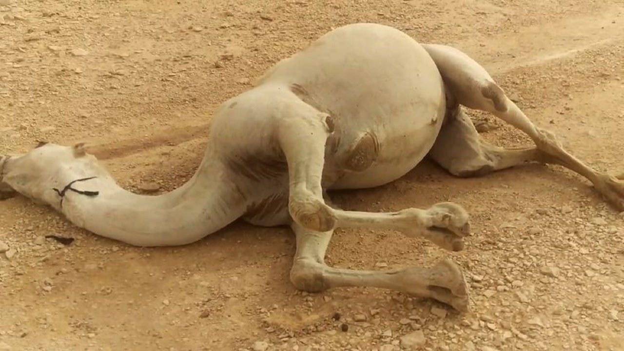 如果在沙漠中遇到渴死的骆驼,生存法则告诉你,危险!不要靠近