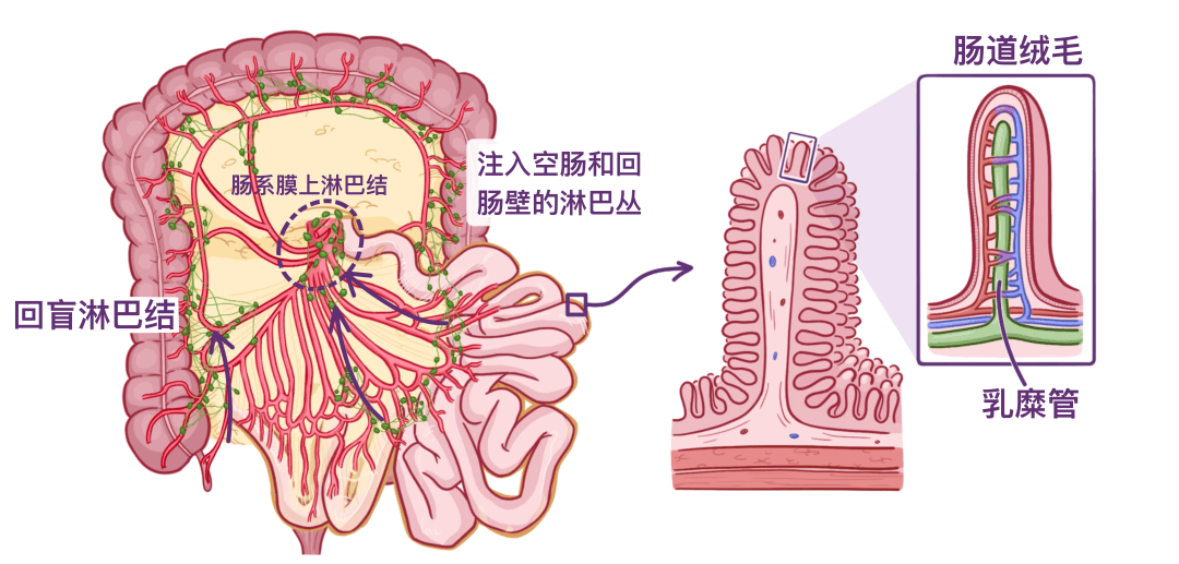 小肠吸收营养图片