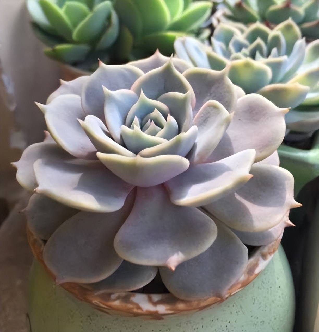 人见人爱的多肉芬达露娜,植株圆润真可爱,容易爆盆值得拥有