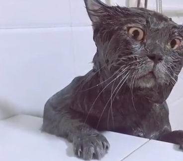 铲屎官给猫洗澡,猫咪一脸不开心,这表情真的绝了