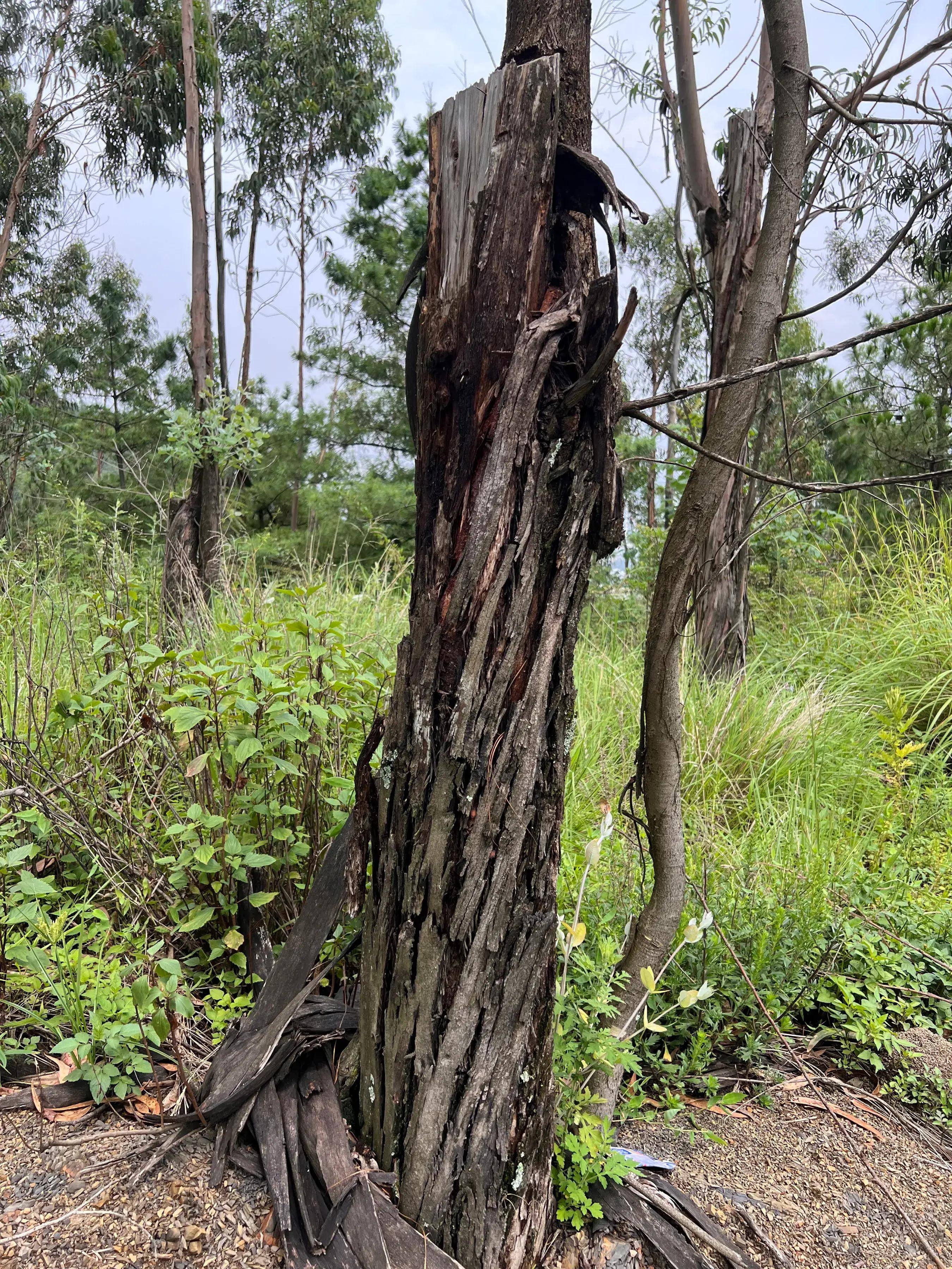 走进火烧迹地 解密山林重生魔法