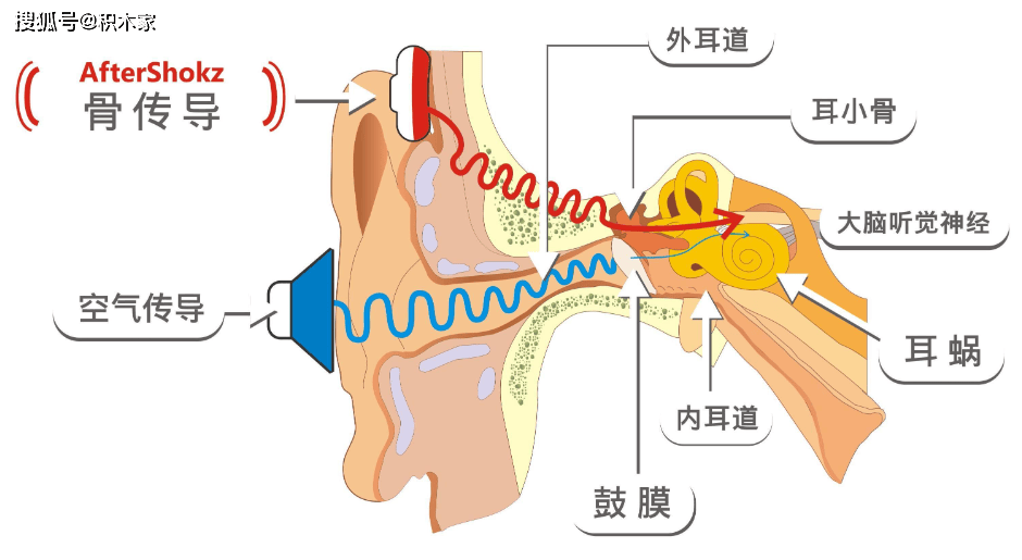 鼓膜详解图图片