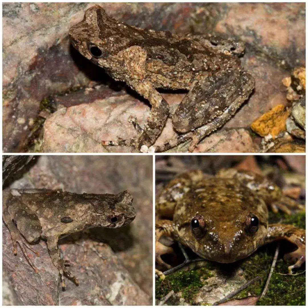 【天宁万象】只因在"蛙声"中多听了你一遍