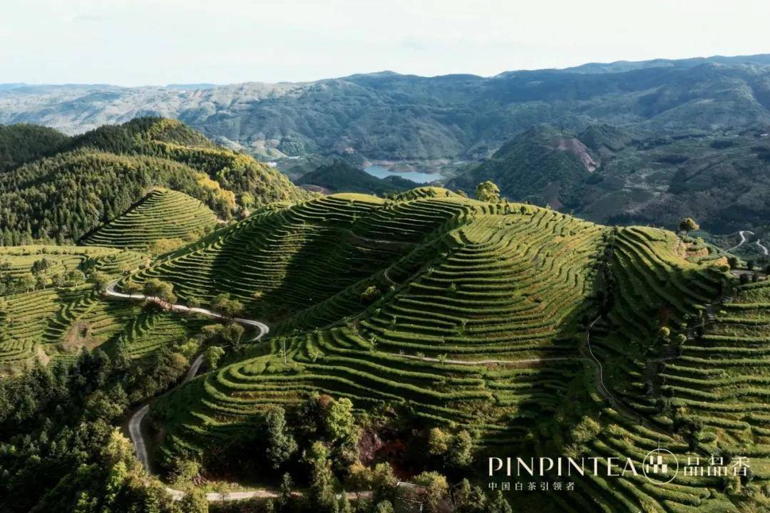 品品香连续11年全国白茶销量领先!