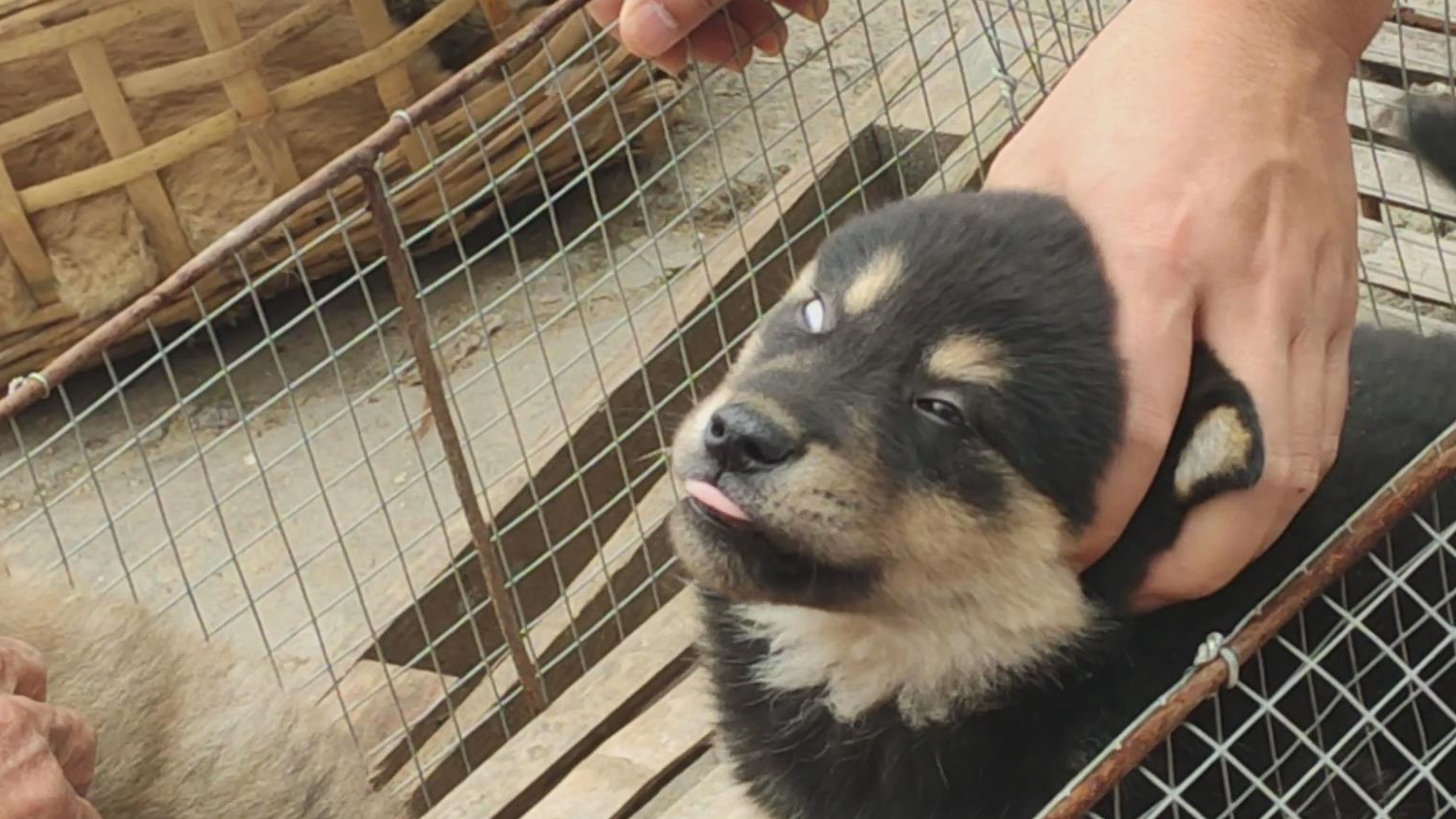 中国自己的宠物狗,中华田园犬中的四眼狗,很多人不认识