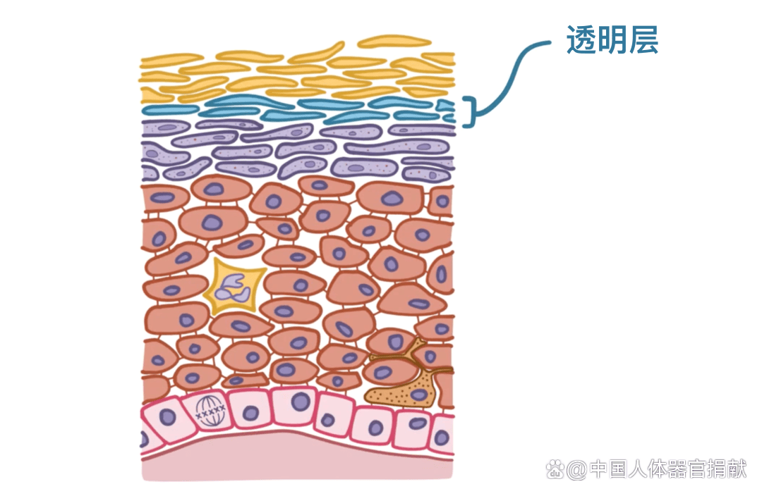 人的皮肤细胞图片