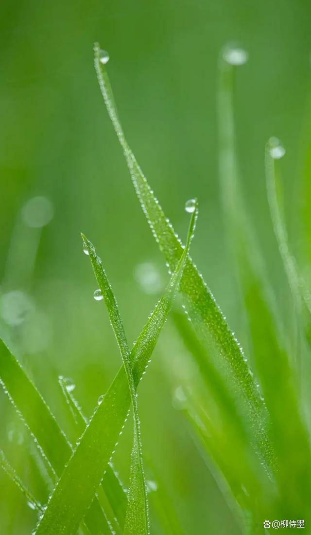 雨天和露水如何拍出唯美大片?手机摄影小技巧