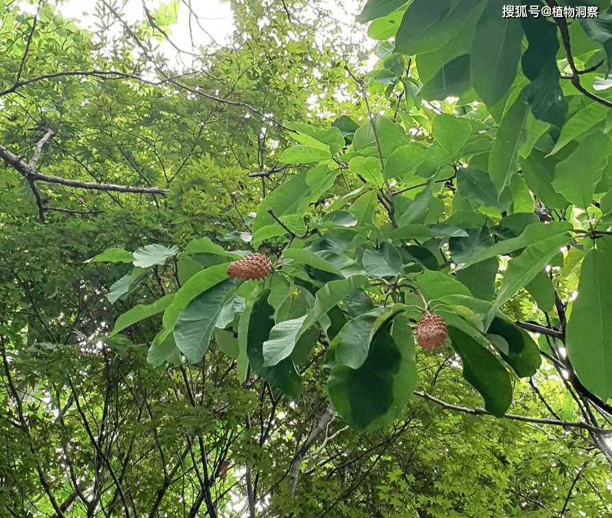 沙朴树图片 植物图片