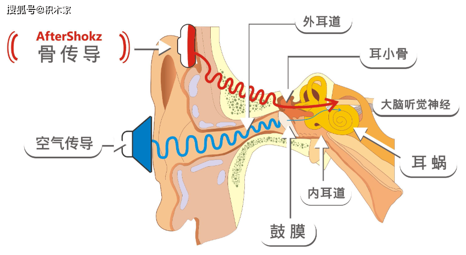 骨迷路和膜迷路解剖图图片