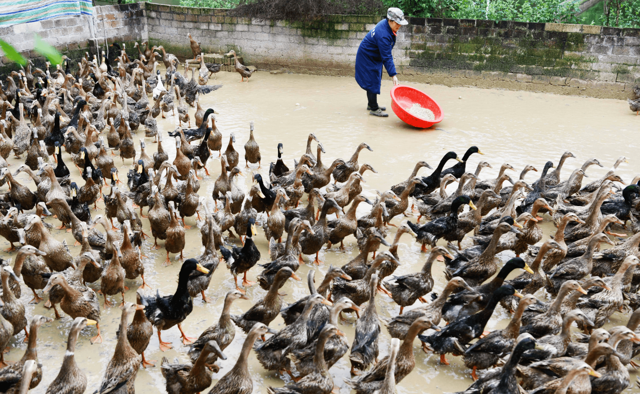 露天鸭场易散发恶臭,彻底解决还是益生菌效果好