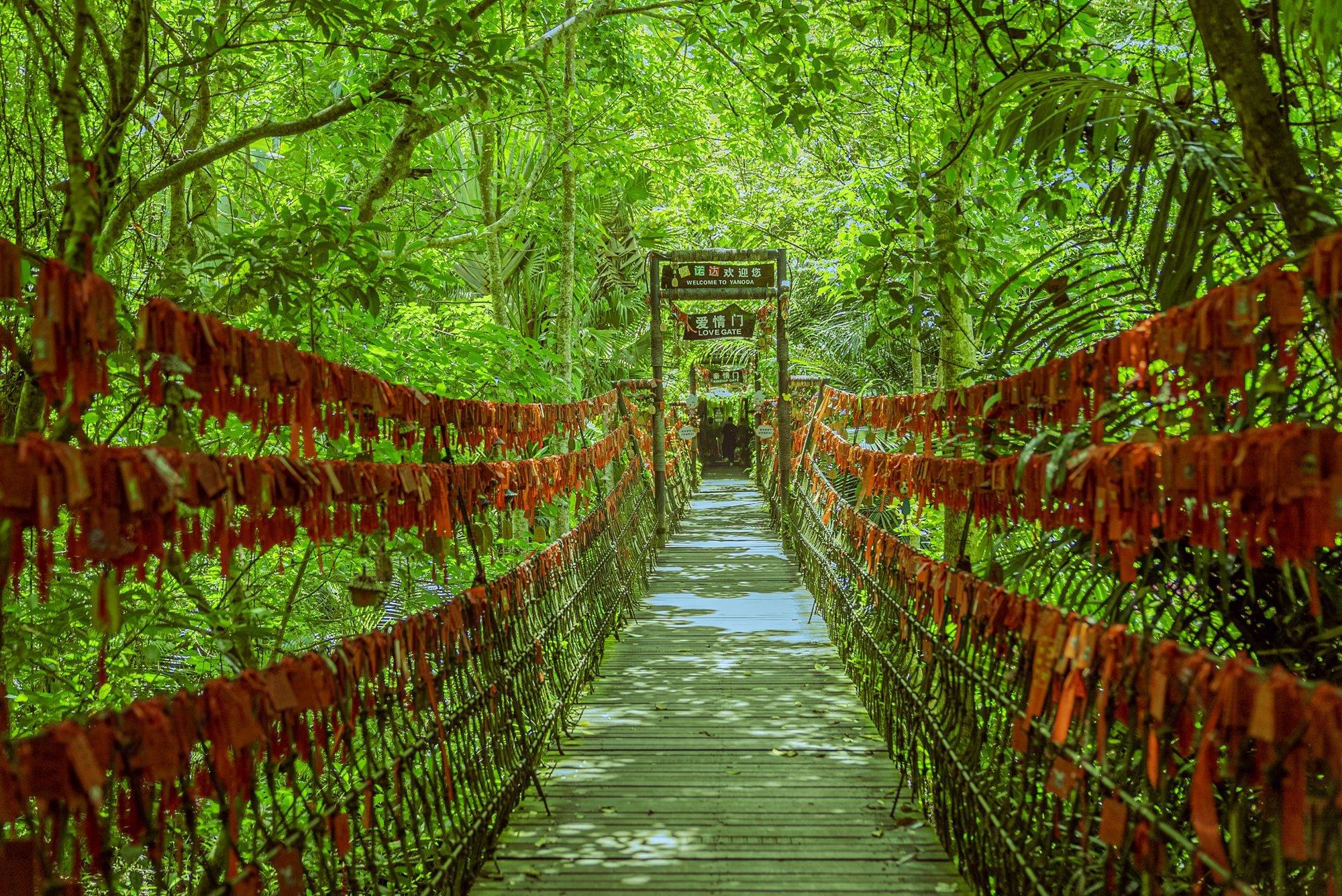 海南呀诺达热带雨林,探秘神奇的热带雨林,是避暑休闲游的好去处