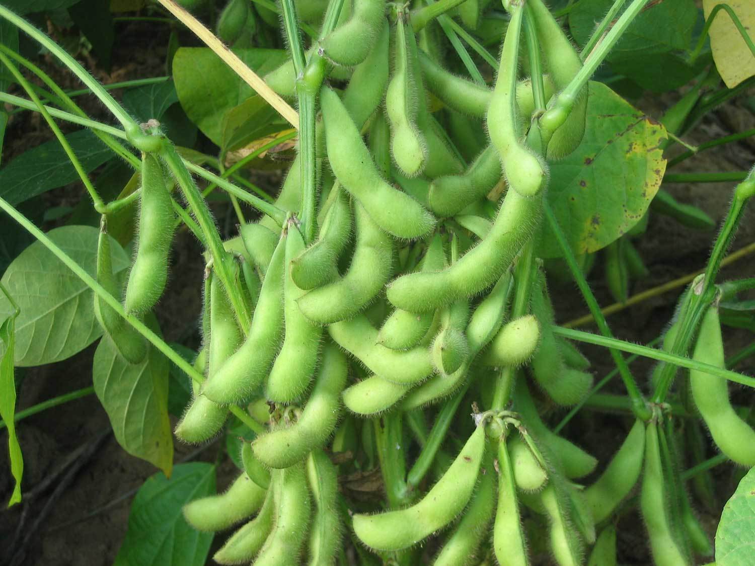 8月份大豆卷叶螟防控措施